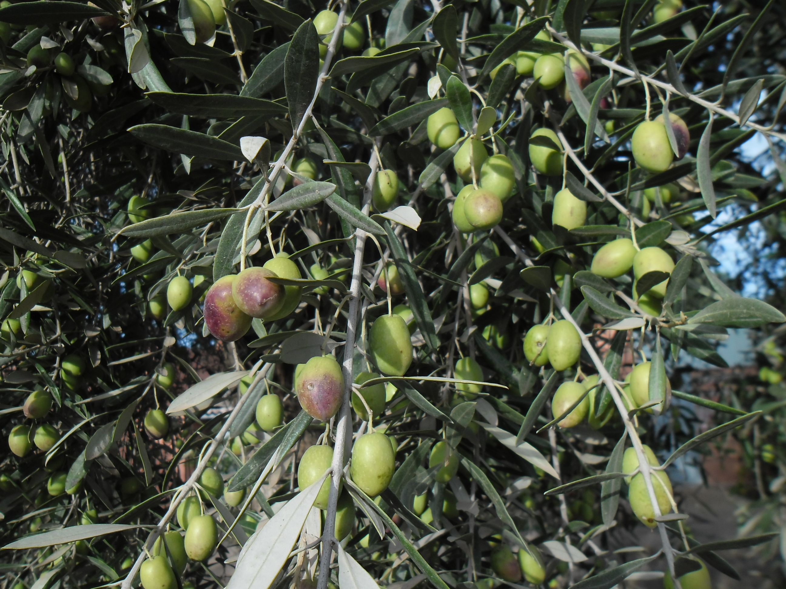 Les olives de Timoulilt